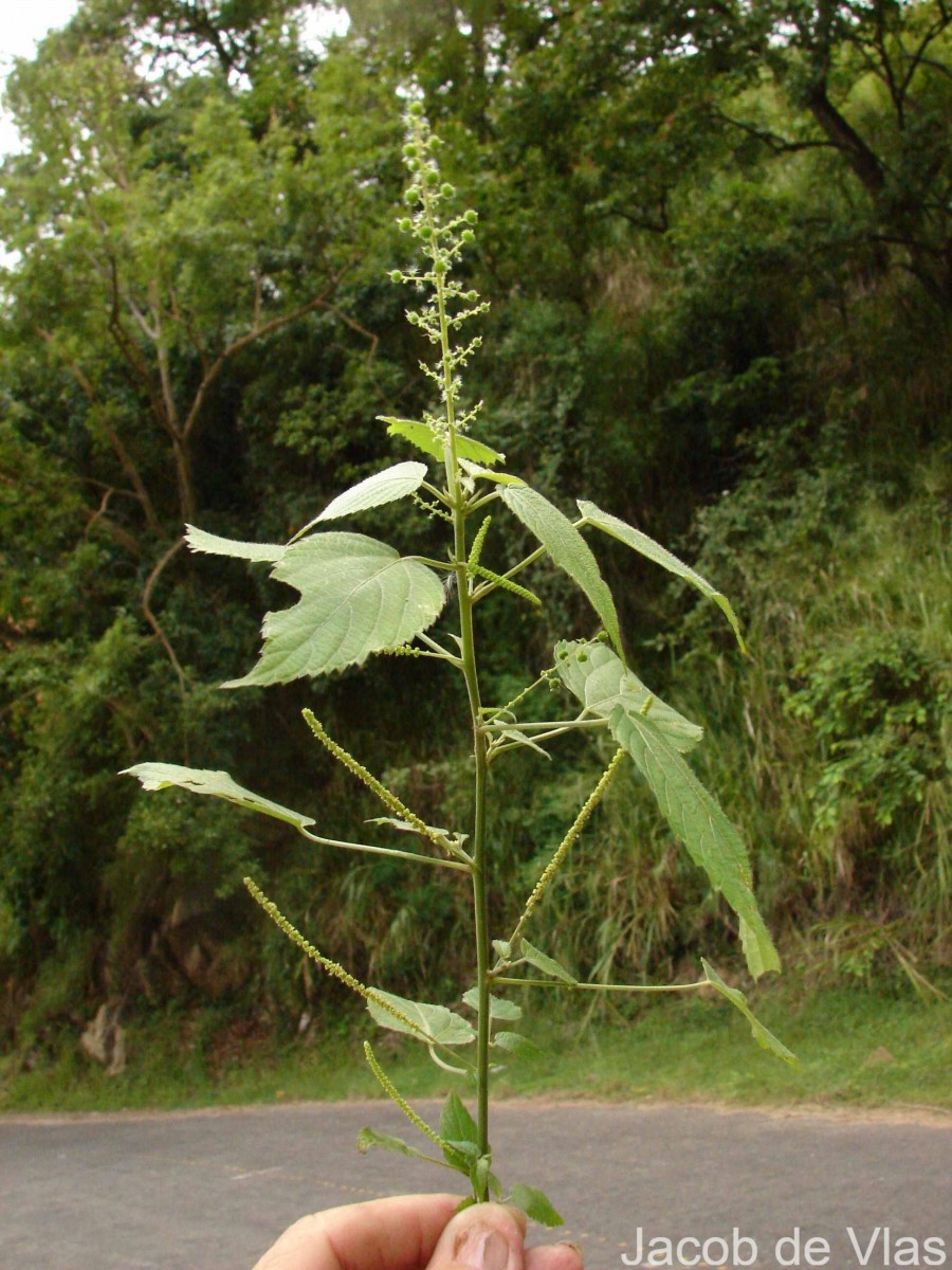 Acalypha paniculata Miq.